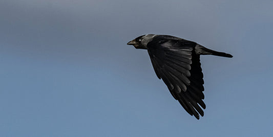 Wildlife #4