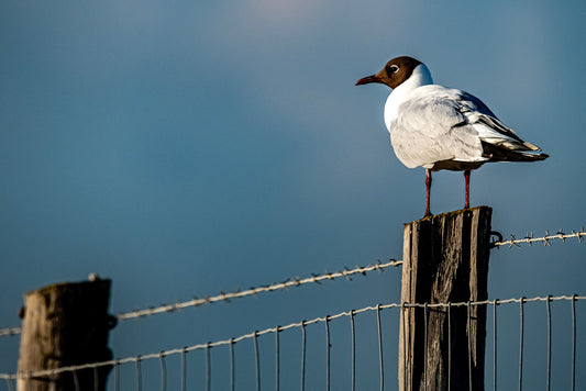 Wildlife #11