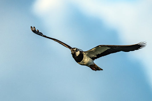 Wildlife #13