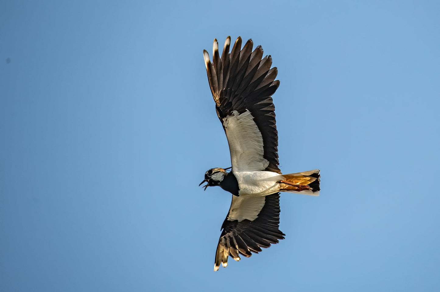 Wildlife #2