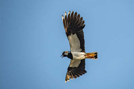 Wildlife #2