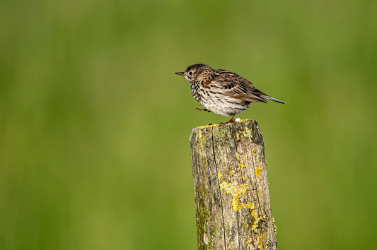 Wildlife #8