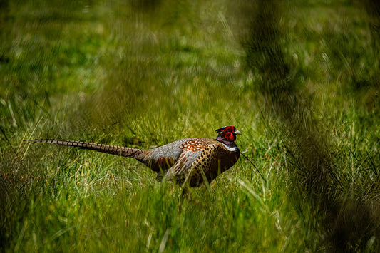 Wildlife #10