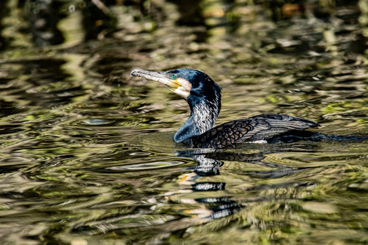 Wildlife #9