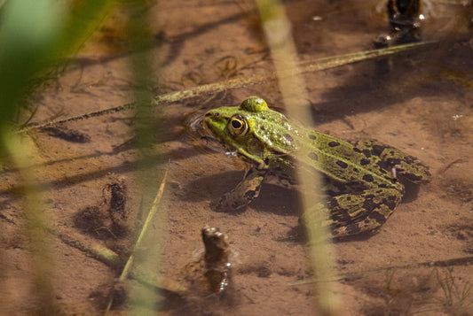Wildlife #17