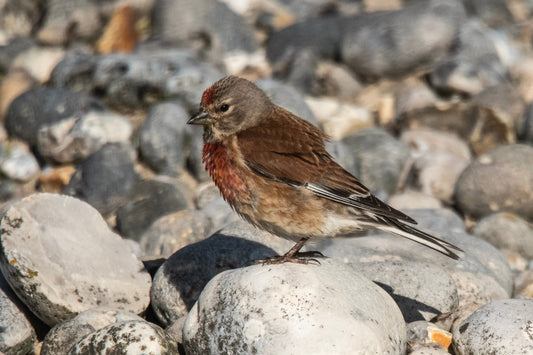 Wildlife #12