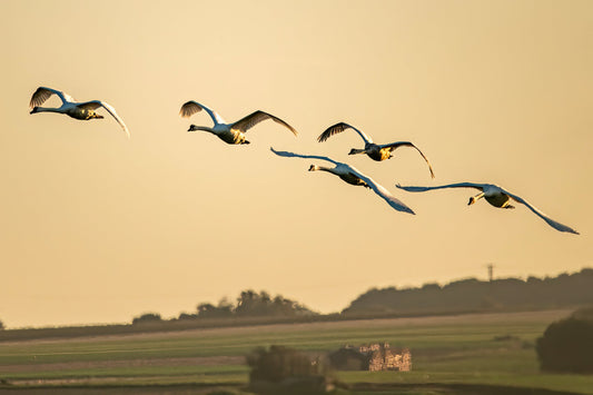 Wildlife #1