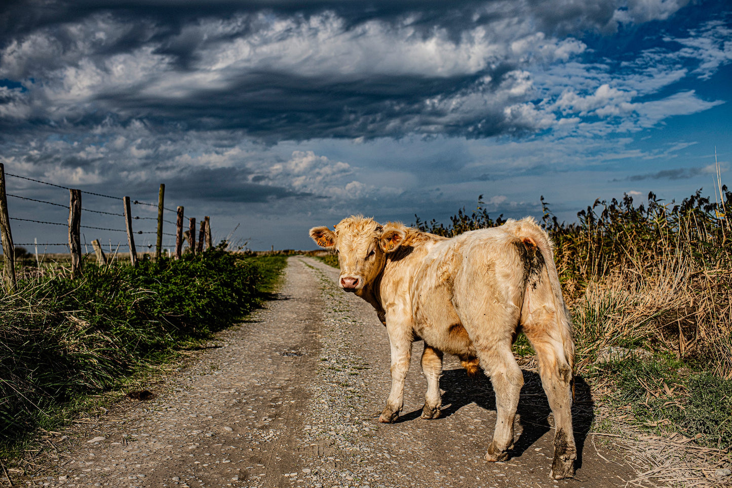 Wildlife #26