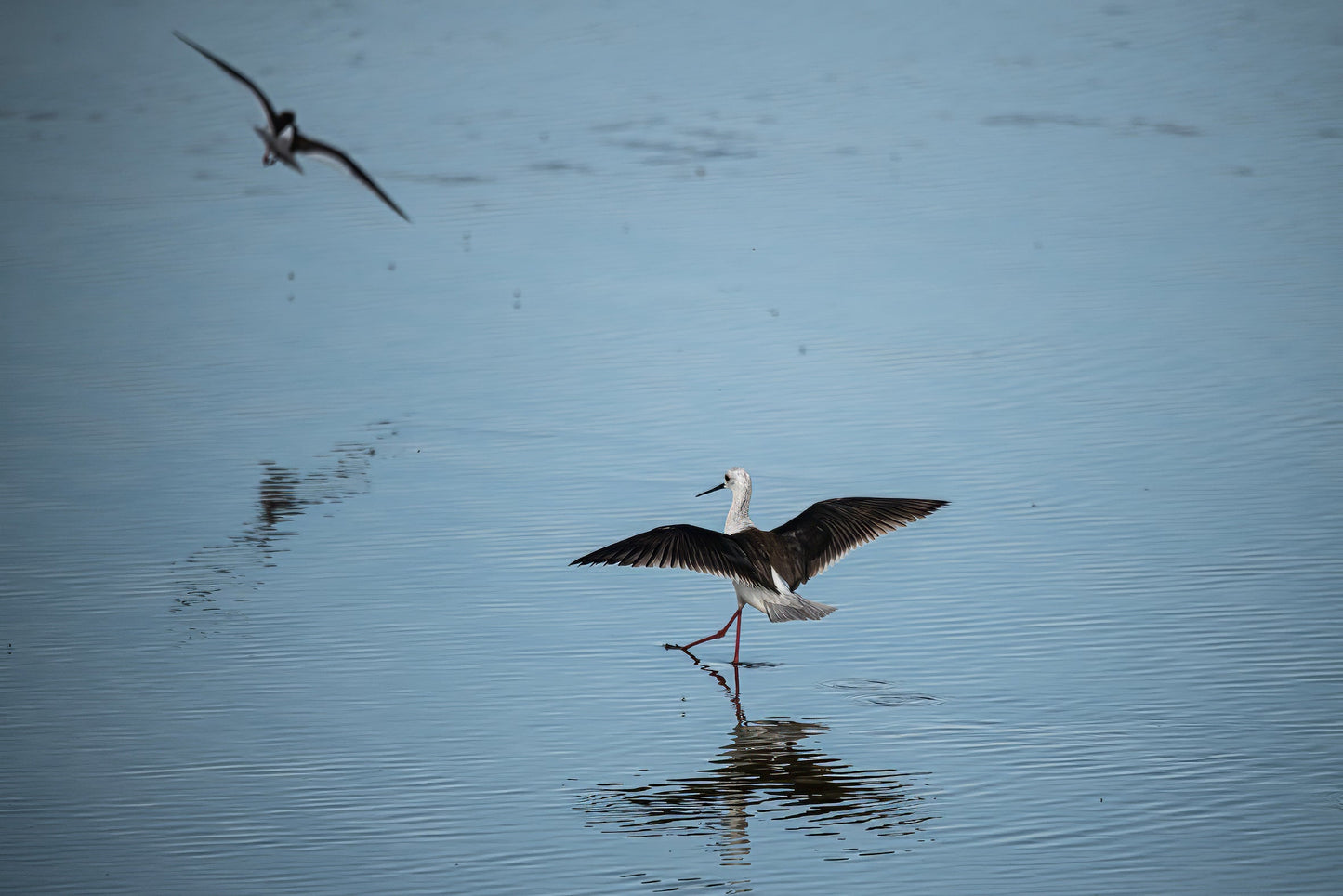 Wildlife #5