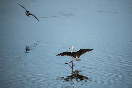 Wildlife #5