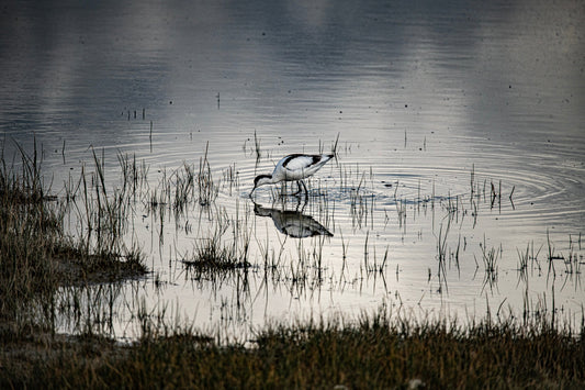 Wildlife #15