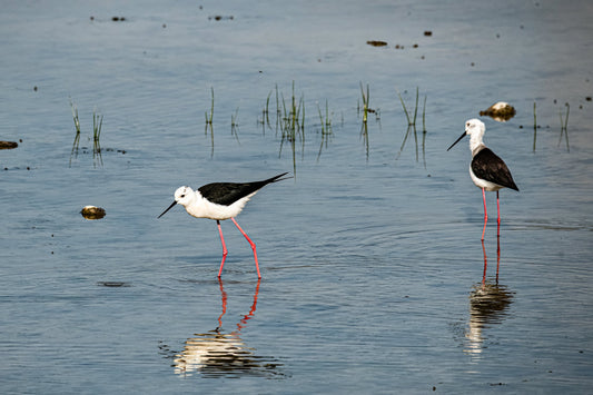 Wildlife #14