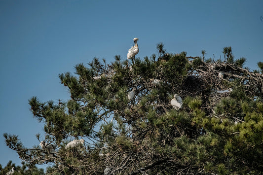 Wildlife #6