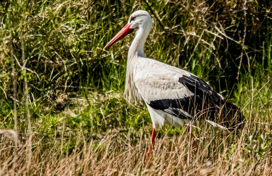 Wildlife #3