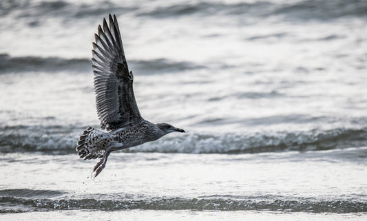 Wildlife #7